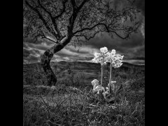 John Roberts-Cowslip-Very Highly Commended.jpg
